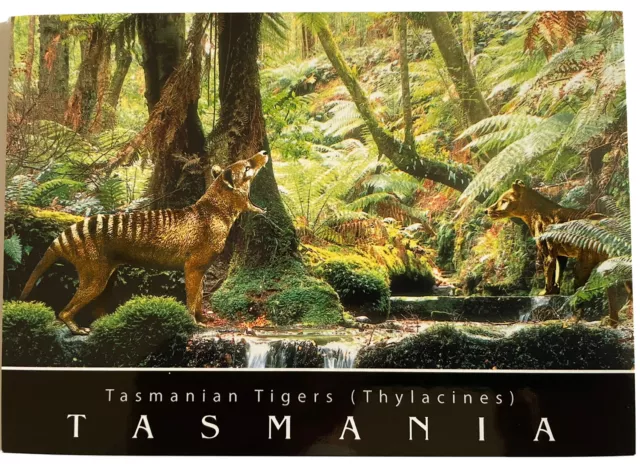 Tasmanian Tiger, Thylacine Postcard, NEW UNUSED