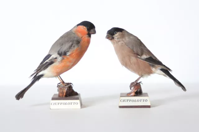 Taxidermy-hunting-chasse-präparat- Eurasian Bullfinch (M/F) with permit