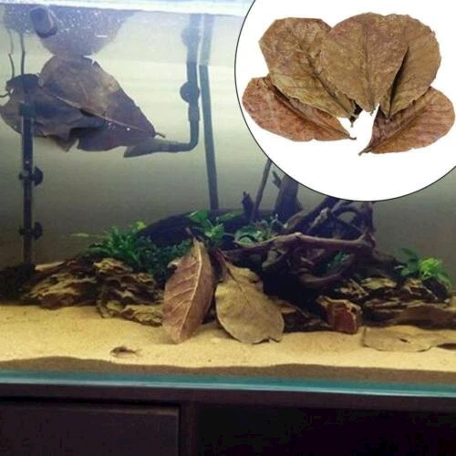 Catappa indian almond leaves ketapang leaf shrimp betta fish aquarium care