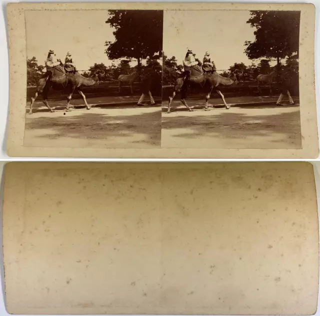 France, Saint Maur, parc, tour de chameau Vintage stereo card,  Tirage citrate