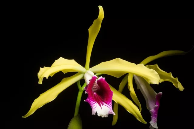 Laelia tenebrosa semi-alba species orchid plant