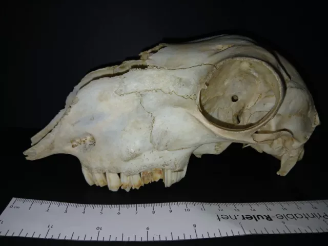 Genuine English Domestic sheep (Ovis aries) real skull bone