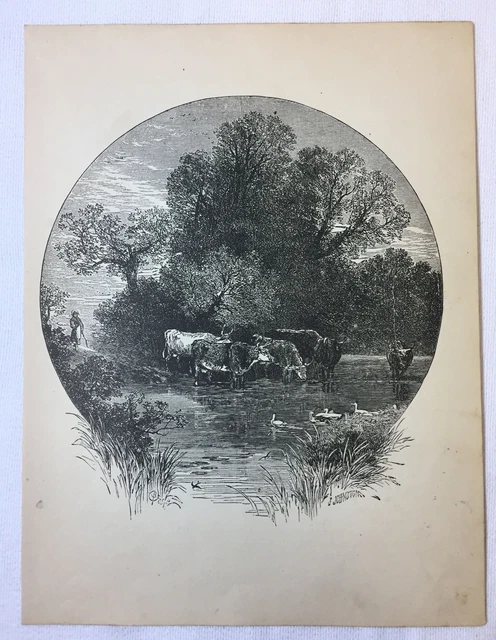1880 book engraving ~ CATTLE IN THE STREAM