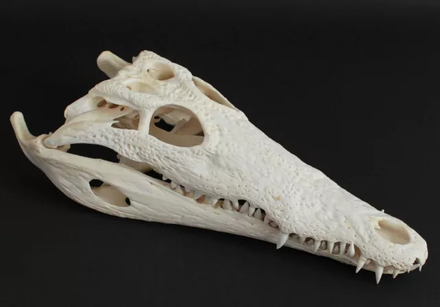 Krokodilschädel Crocodylus niloticus crocodile skull 33 cm echtes Präparat 2133