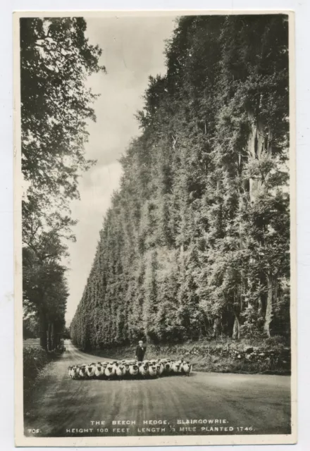 The Beech Hedge Blairgowrie Perth & Kinross Real Photo Vintage Postcard H3