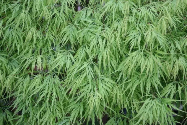 Acer palmatum "dissectum viridis" ** Acero giapponese verde (1 pianta V18-18x16)