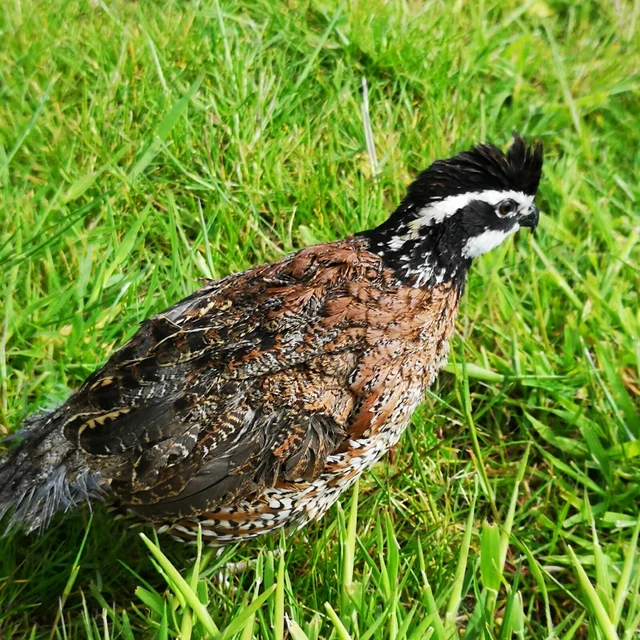 12X NORTHERN BOBWHITE Quail hatching eggs £29.99 - PicClick UK