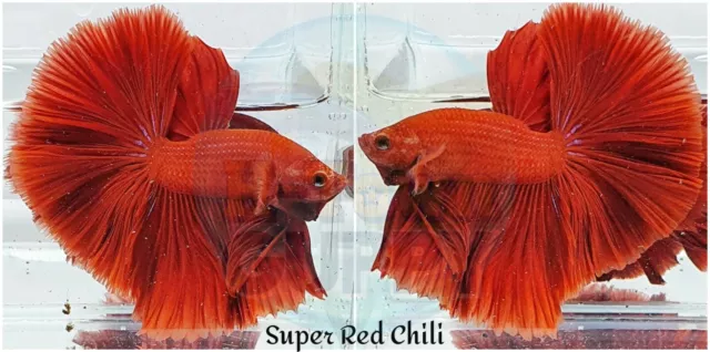 Live Betta Fish - High Quality Grade A++ HM Super Red Chili