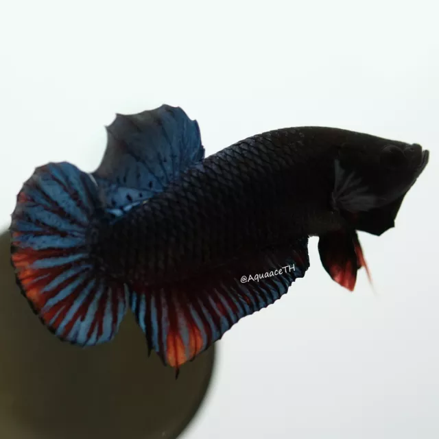 "Vvip"  Premium Live Betta : (Champion Bloodline) Siam Combat Betta #19
