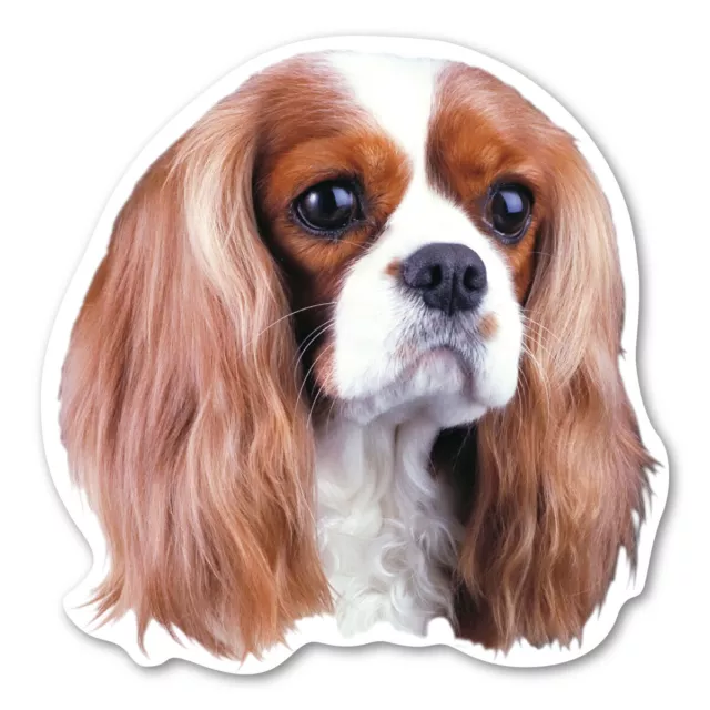 Cavalier King Charles Spaniel Magnet