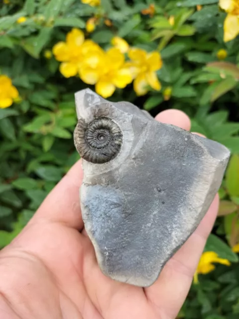 RARE PORPOCERAS VORTEX AMMONITE WHITBY YORKSHIRE UK DINOSAUR FOSSILs