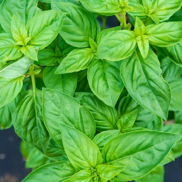 200+ Organic - Sweet Basil Herb Seeds (Non-GMO) - Heirloom