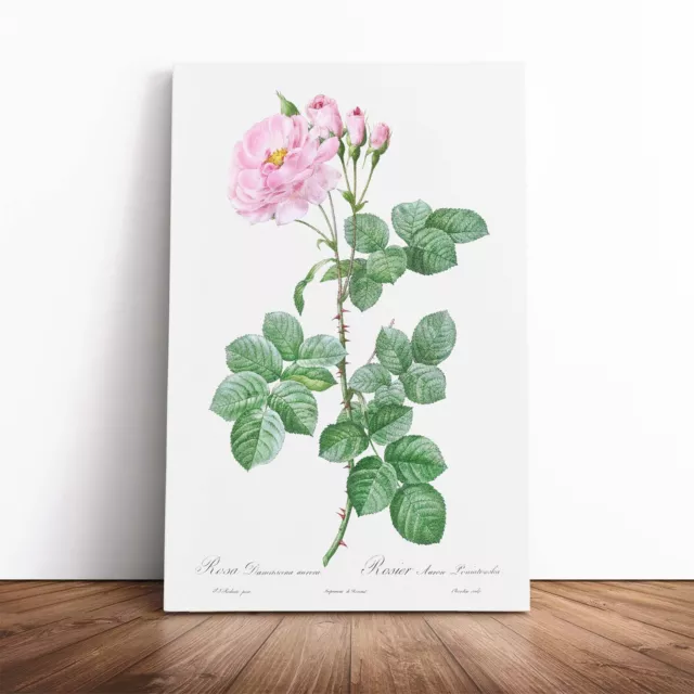 Rosa Damast Rose Blumen Pierre-Joseph Redoute Leinwand Wandkunst Druck Bild