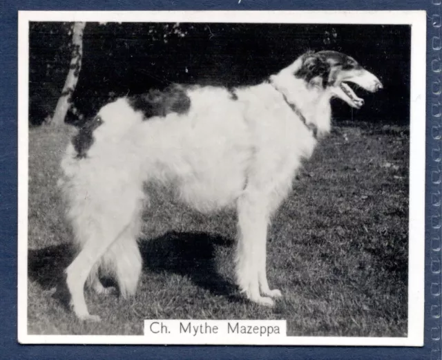 BORZOI- Original CHAMPION DOGS 1930's Photographic Cigarette Card