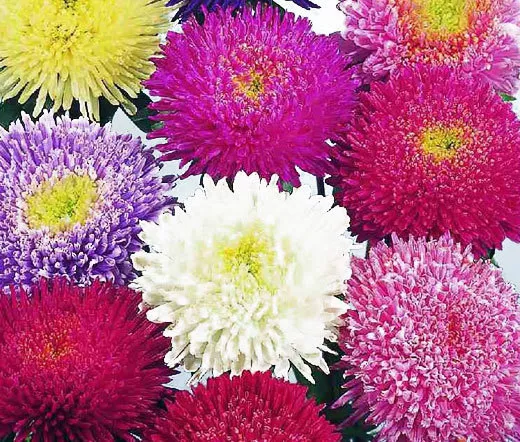 ASTER POWDER PUFF MIXED COLORS Callistephus Chinensis - 150 Bulk Seeds