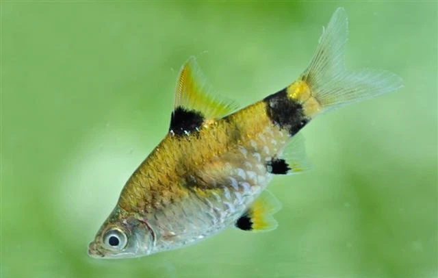 6 Golden Dwarf Barb (Pethia gelius) Live Freshwater Aquarium Fish