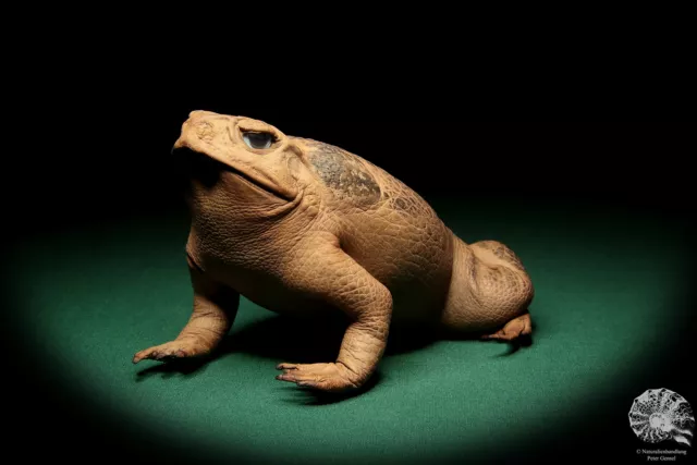 Rhinella marina Australien Aga- rezent Präparat Replil reptile taxidermy Deko