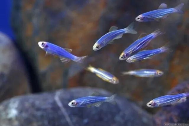 Group of 5 Live Cosmic Blue Glofish Danios Premium Freshwater Tropical Fish A+++
