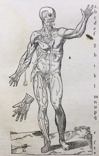 RARE 1585 FIGURE Anatomique Médecine Ambroise Paré Gravure Médecine ...