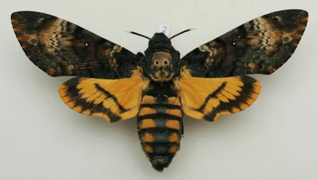 Acherontia atropos - Death's-head Hawk-moth - #2 - wingspan 122 mm - female