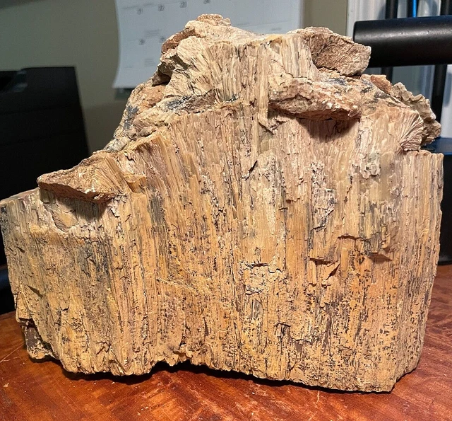 Large Petrified Wood Agatized Natural Log 20" Tree Trunk Fossil Minerals MustSEE
