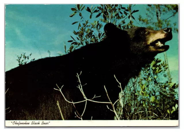 Vintage 1970s - Okefenokee Swamp Black Bear - Georgia Postcard (UnPosted)