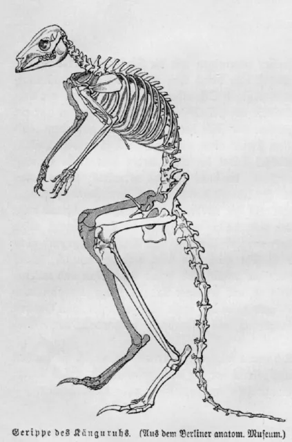 Känguru Macropodidae  Gerippe Anatomie Skelett Holzstich 1891