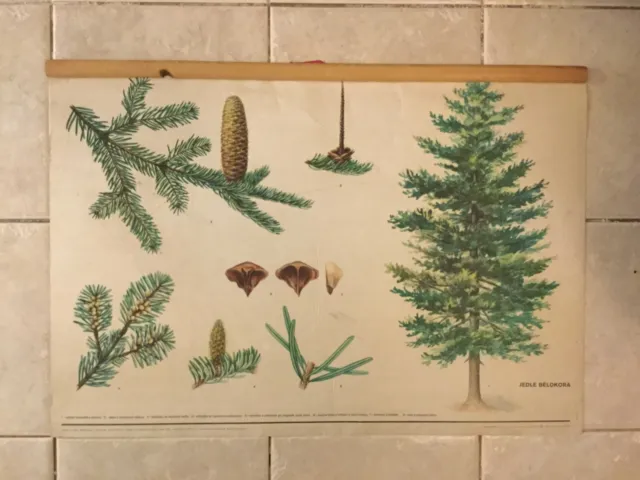 Original vintage zoological pull down school chart of European silver fir