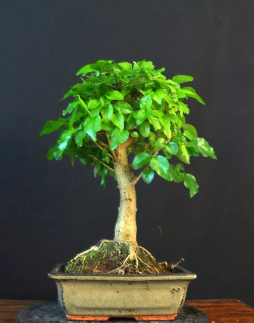 Bonsai Chinesischer Liguster Ligustrum Sinensis  Pflegeleicht Indoor