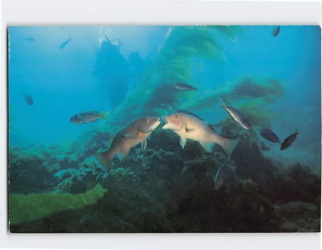 Postcard Sheephead Encounter