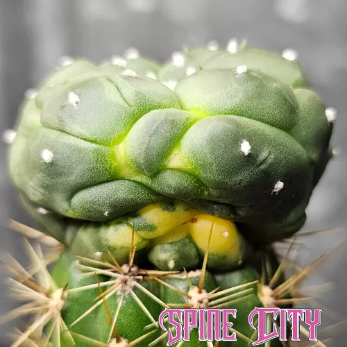 Astrophytum asterias *FREAK* - grafted cactus