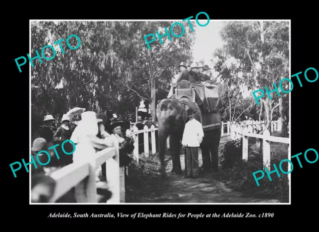 OLD POSTCARD SIZE PHOTO ADELAIDE SOUTH AUSTRALIA ZOO ELEPHANT RIDE c1900