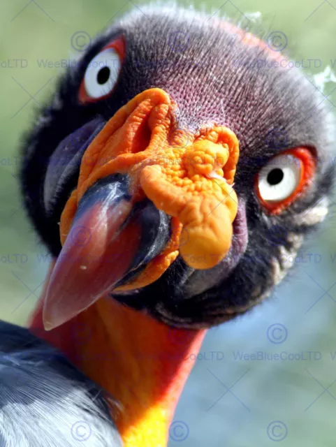 King Vulture Bird Funny Face Photo Art Print Poster Picture Bmp2305B