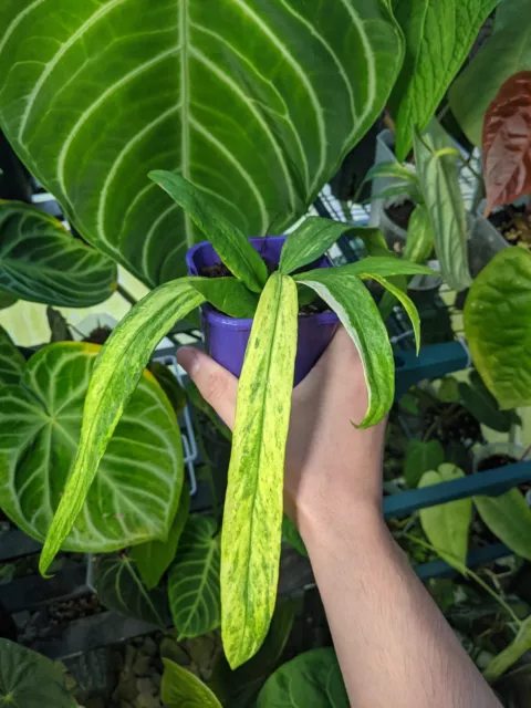 Anthurium Vittarifolium Variegated