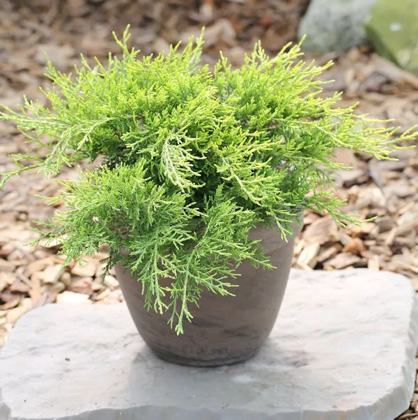 Goldgelber Wacholder Old Gold 15-20cm - Juniperus media