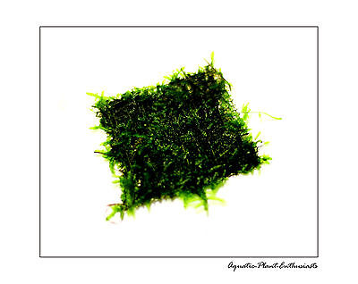 Christmas Moss/ Xmas moss On Wire Mesh / Live Aquarium Plant / Easy / Uk Seller