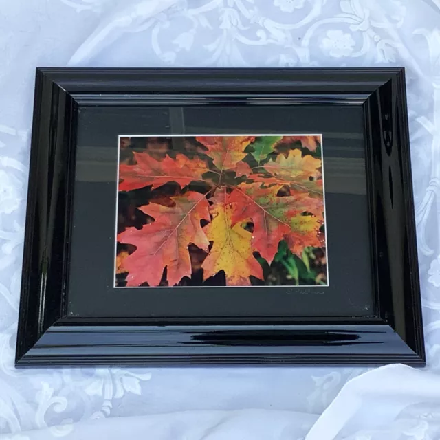 " Oak Palette " Print Framed Autumn Leaves Excellent Condition by Suzi Feldner