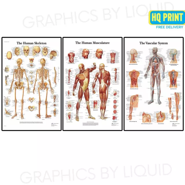 Human Body Anatomy Muscle Skeleton Vascular Anatomical Chart Poster *SET OF 3*