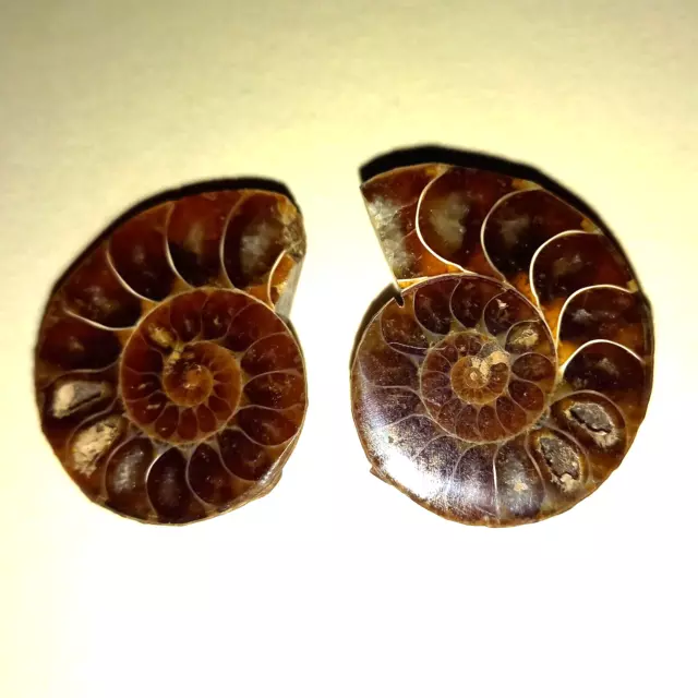 Phylloceras Paar Poliert Ammonit Madagaskar Ammoniten Nr.K31 Fossil Spirale