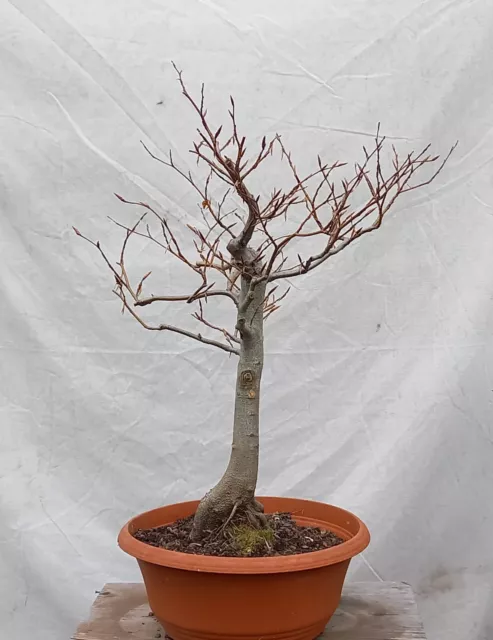 Prebonsai  Rohling Rotbuche Outdoorbonsai Fagus sylvatica