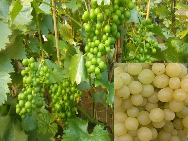 Vitis vinifera Millennium kernlos Weinrebe Tafeltraube Wein Weintrauben Winzer