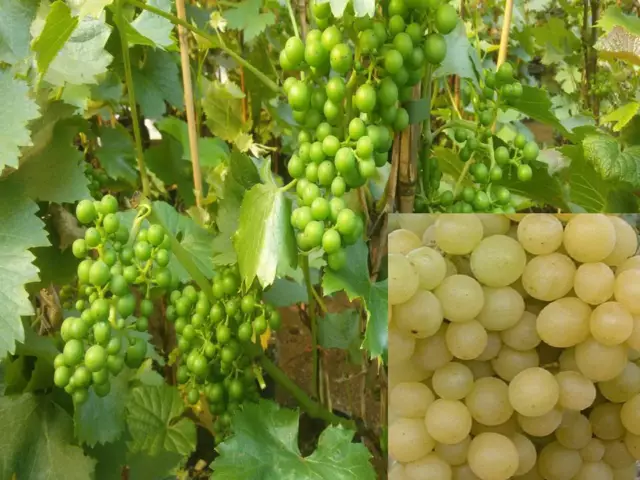 Vitis vinifera Rusbol kernlos Weinrebe Tafeltraube Wein Weintrauben Winzer
