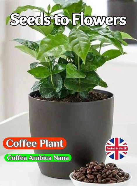 thumbnail image 2 of SeedHead 10 Coffea Arabica Seeds – Grow Your Own Indoor Coffee Bean Tree! 2 of 3