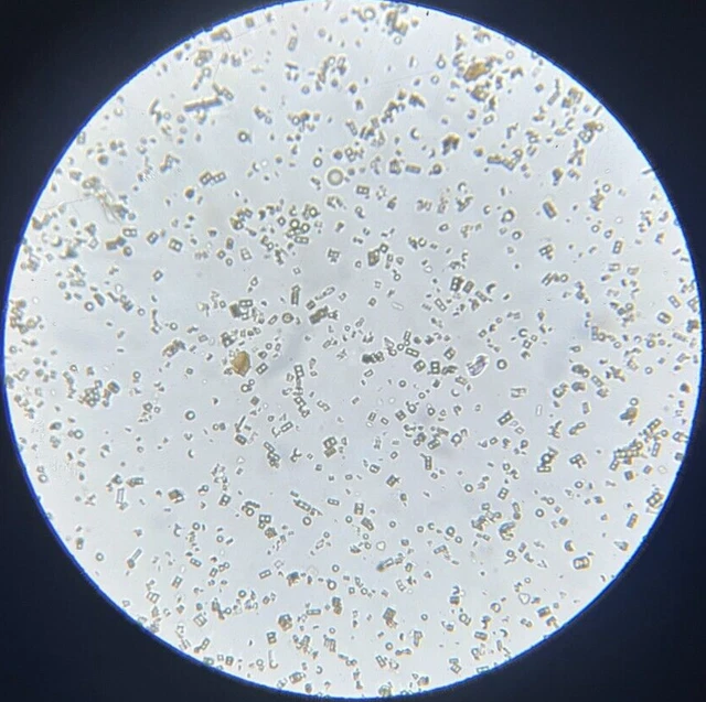 J.D. Moller Microscope Slide Diatom Fossil Sierra Nevada California USA 1869