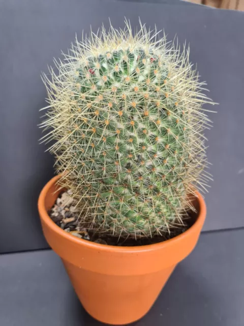 Mammillaria rhodantha v. pringlei  6"tall