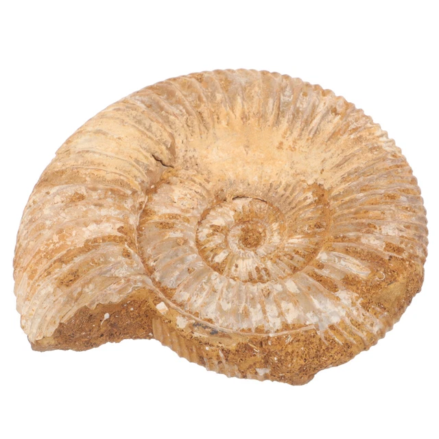 Decorazione dischi fossili fai da te - decorazione dischi ammoniti decorazione