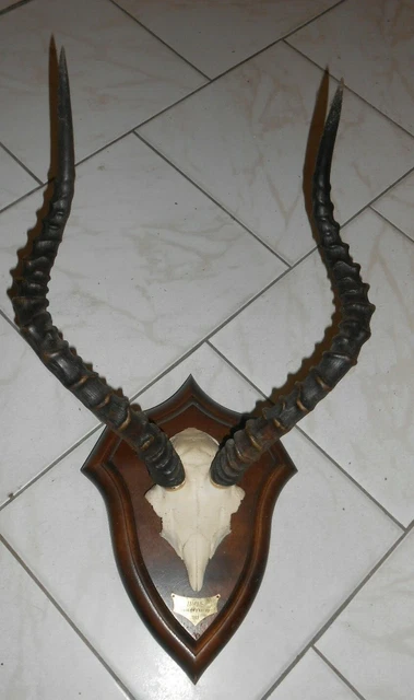 Trophée Crâne De Gnou - Largeur 58 Cm - Taxidermie Afrique - Pièce Unique