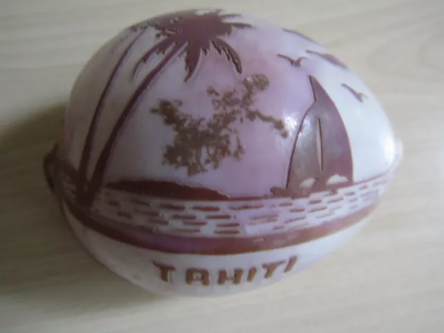 Cowrie Carved Sea Shell Tahiti Vintage