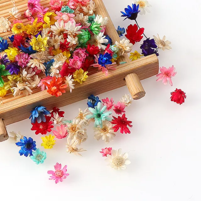 Flores secas reales hágalo usted mismo arte artesanía para joyería de resina epoxi jabón fabricación de velas