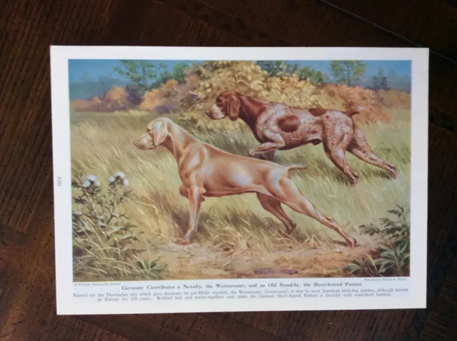 1947 vintage original Magazine Illustration Dogs Of The World WEIMARANER